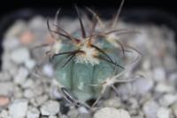 Echinocactus horizonthalonius VZD 713